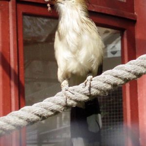 Guira cuckoo (Guira guira)