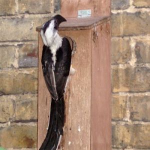 Von der Decken's Hornbill (Tockus deckeni)