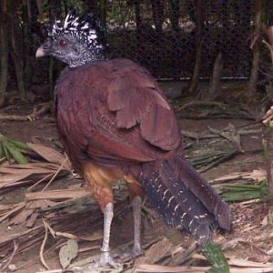 Great Curassow (Crax rubra)