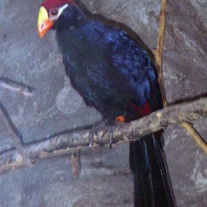 Violet Turaco (Musophaga violacea)
