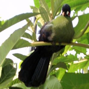 Hartlaub's Turaco (Tauraco hartlaubi)