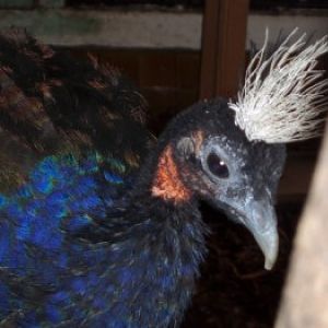 Congo Peafowl (Afropavo congensis)