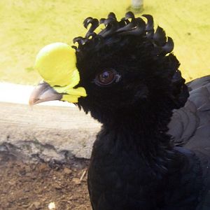 Great Curassow (Crax rubra)