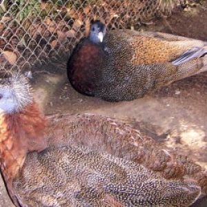 Great Argus Pheasant (Argusianus argus)