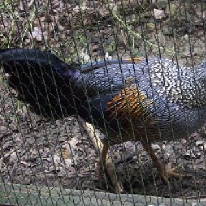 Grey Junglefowl (Gallus sonneratii)