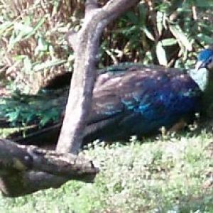 Green Peafowl (Pavo muticus)