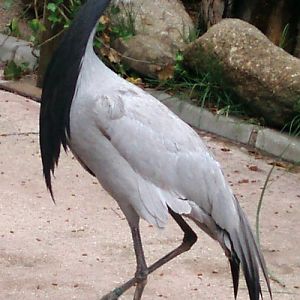 Demoiselle Crane (Anthropoides virgo)