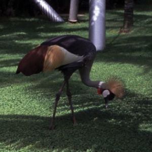 Grey Crowned Crane (Balearica regulorum)
