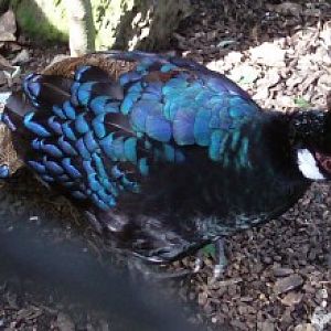 Palawan Peacock-Pheasant (Polyplectron napoleonis)