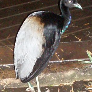 Grey-winged Trumpeter (Psophia crepitans)