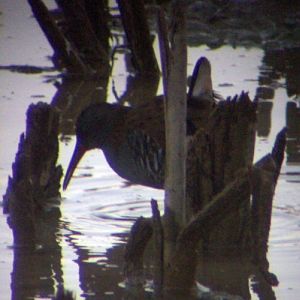 Water Rail (Rallus aquaticus)