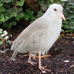 Kagu (Rhynochetos jubatus)