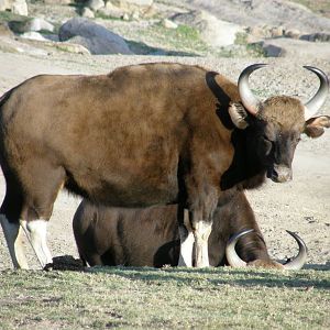 gaur