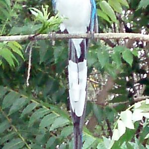 Black-throated Magpie-Jay (Calocitta colliei)