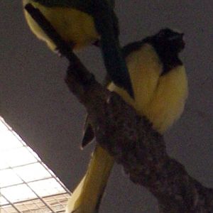 Green Jay (Cyanocorax yncas)