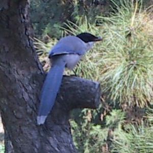 Asian Azure-winged Magpie (Cyanopica cyanus)