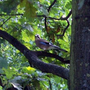 Eurasian Jay (Garrulus glandarius)