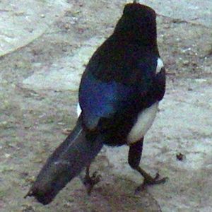 Common Magpie (Pica pica ssp. melanotos)