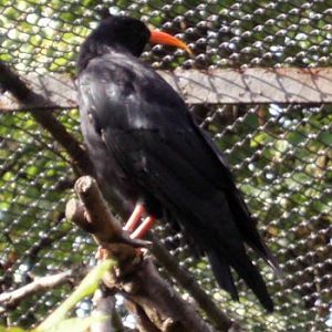 Red-billed Chough (Pyrrhocorax pyrrhocorax)