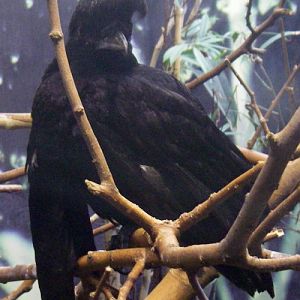 Long-wattled Umbrellabird (Cephalopterus penduliger)