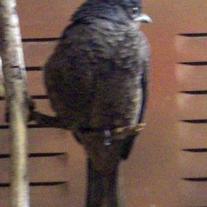 Spangled Cotinga (Cotinga cayana)