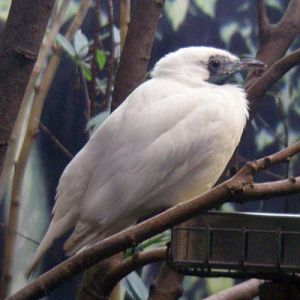 Bare-throated Bellbird (Procnias nudicollis)
