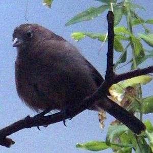 Red Pileated Finch (Coryphospingus cucullatus)