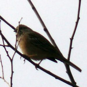 Rock Bunting (Emberiza cia)