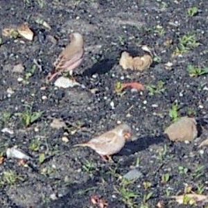 Trumpeter Finch (Rhodopechys githaginea)