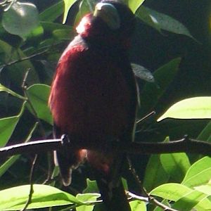 Black and Red Broadbill (Cymbyrhynchus macrorhynchos)