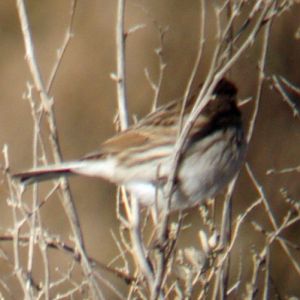 Reed Bunting (Emberiza schoeniclus)