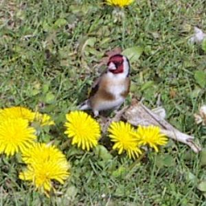 Common Goldfinch (Carduelis carduelis)
