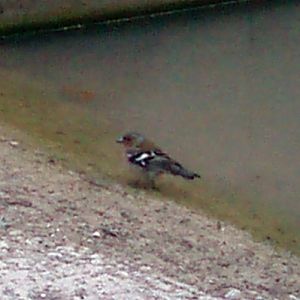 Common Chaffinch (Fringilla coelebs)