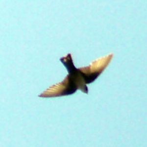 Crag Martin (Ptyonoprogne rupestris)