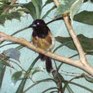 Montserrat Oriole (Icterus oberi)