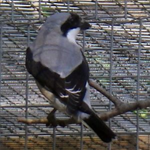Lesser Shrike (Lanius minor)