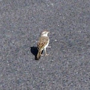 Berthelot's Pipit (Anthus berthelotii)