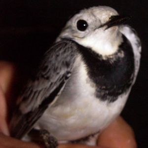 Pied Wagtail (Motacilla alba)