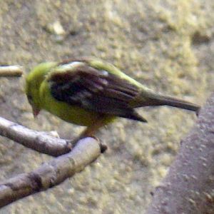 Sudan Golden Sparrow (Auripasser luteus)