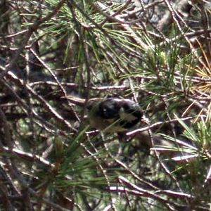Coal Tit (Parus (Periparus) ater)
