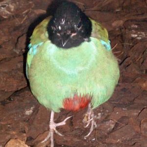 Hooded Pitta (Pitta sordida)