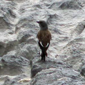 Alpine Sparrow (Montifringilla nivalis)