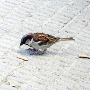 House Sparrow (Passer domesticus)