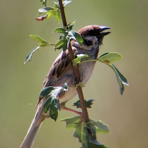 Tree Sparrow (Passer montanus)