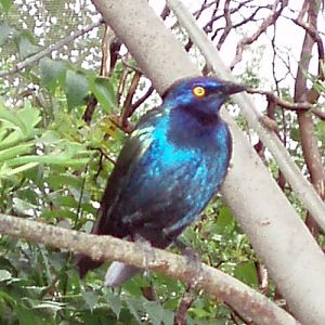 Lesser Blue-eared Glossy Starling (Lamprotornis chloropterus)