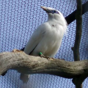 Bali Mynah (Leucopsar rothschildii)