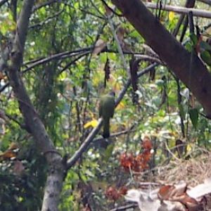Collared Finchbill (Spizixos semitorques)