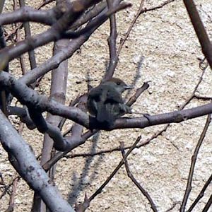 Blackcap (Sylvia atricapilla)