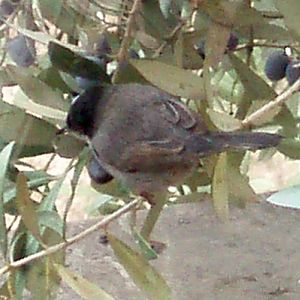 Sardinian Warbler (Sylvia melanocephala)
