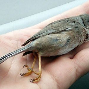 Dartford Warbler (Sylvia undata)